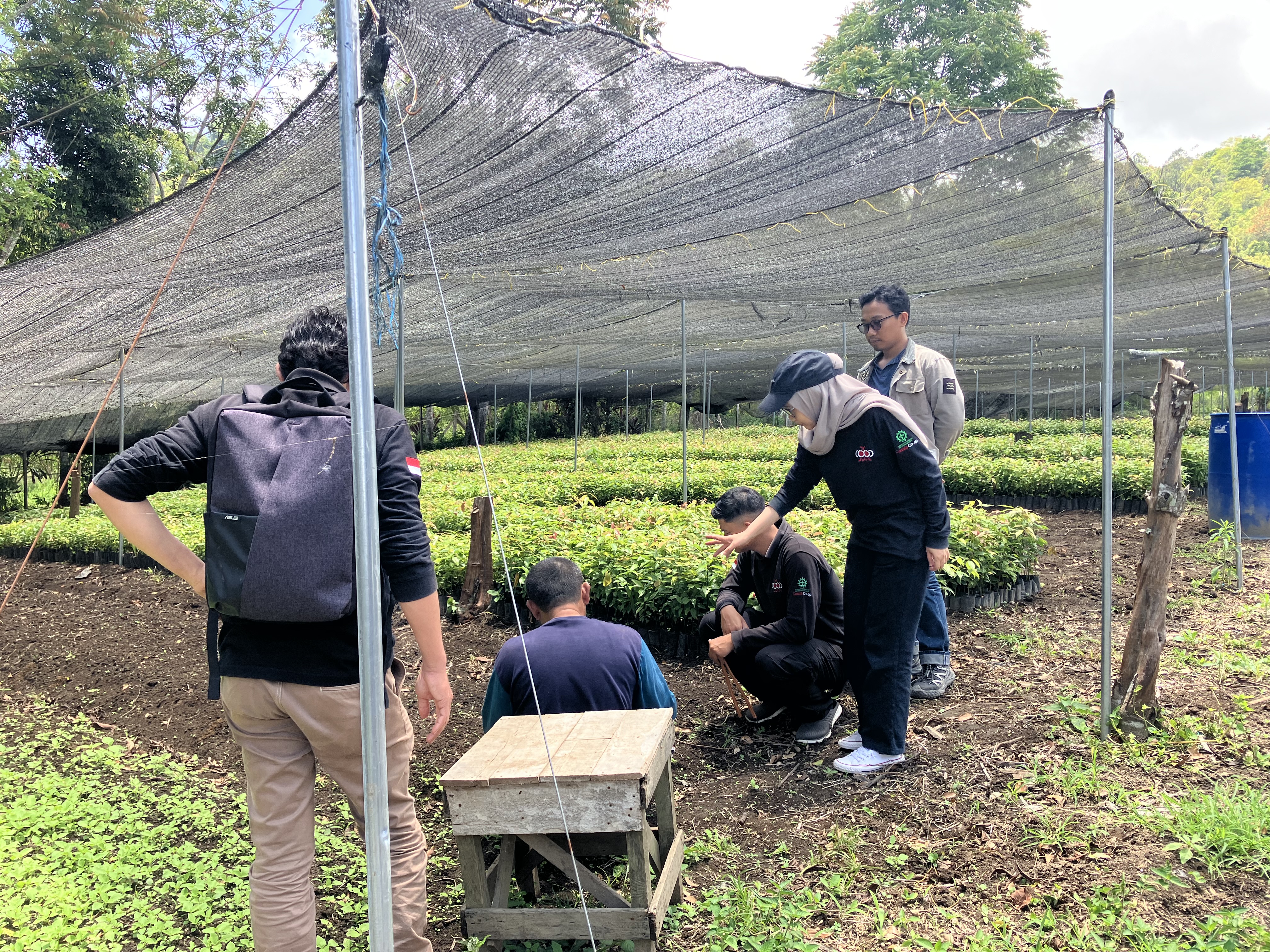 Cassia seedling nursery in Kerinci, Sumatra — Cassia Co-op replanting programme